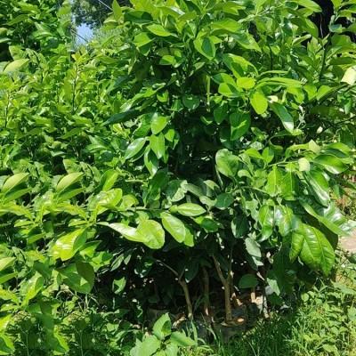 泰国蜂蜜蜜柚苗100公分高基地现挖 蜂蜜香青柚果树苗图4