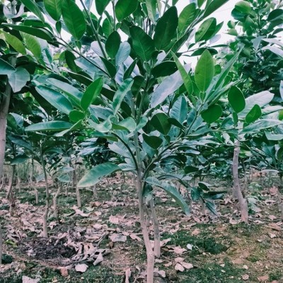 泰国红宝石青柚苗 柚子树苗 红肉蜜柚苗基地现挖发货图5