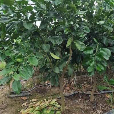 泰国红宝石青柚苗 柚子树苗 红肉蜜柚苗基地现挖发货图2