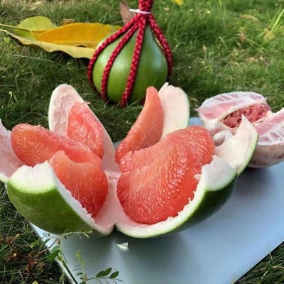 泰国红宝石青柚苗 柚子树苗 红肉蜜柚苗基地现挖发货图3