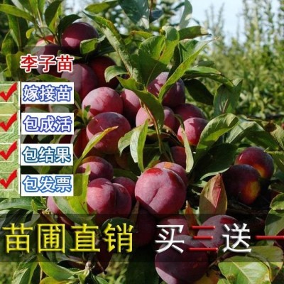优质蜂糖李子苗 李子树苗 李子小苗基地图3
