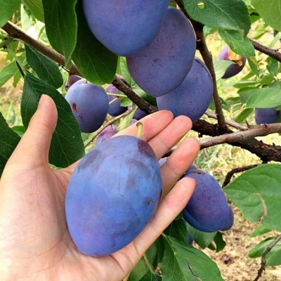 优质蜂糖李子苗 李子树苗 李子小苗基地图2