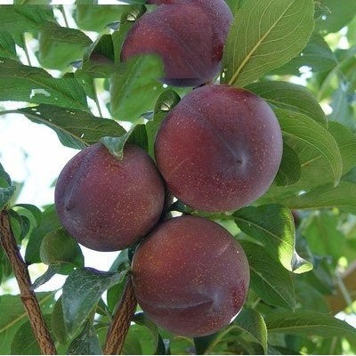 优质蜂糖李子苗 李子树苗 李子小苗基地图5