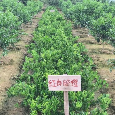 供应果树苗木 晚熟脐橙苗 果树苗嫁接 橙子苗销售图4