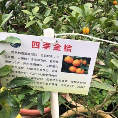 四季小金桔苗 滑皮金桔苗 基地直销 大量出售图4