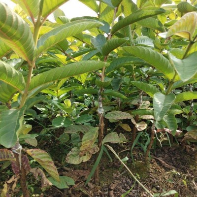 广西番石榴苗 珍珠番石榴苗 茂北果苗批发出售图3