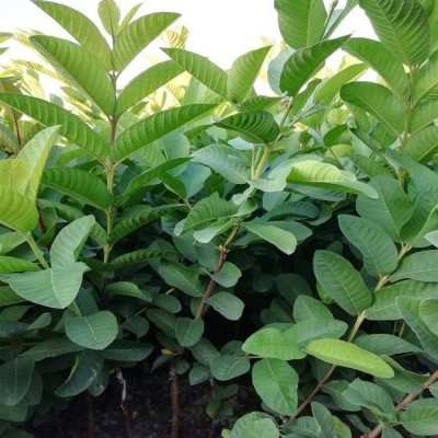 广西番石榴苗 珍珠番石榴苗 茂北果苗批发出售图4