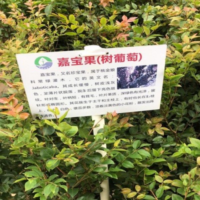 福建嘉宝果树苗 福建树葡萄 嘉宝果树苗 茂北果苗 基地直销图5