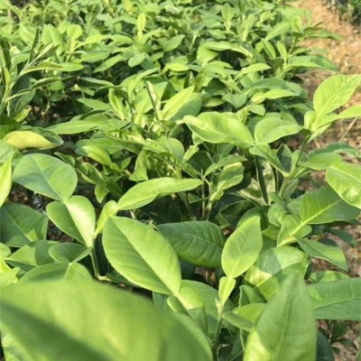 泰国青柚幼苗基地直销 无差价 批发价格更实惠 茂北果苗图4