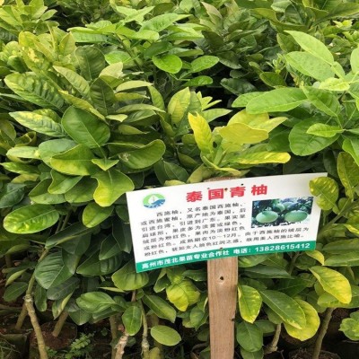 泰国青柚幼苗基地直销 无差价 批发价格更实惠 茂北果苗图5