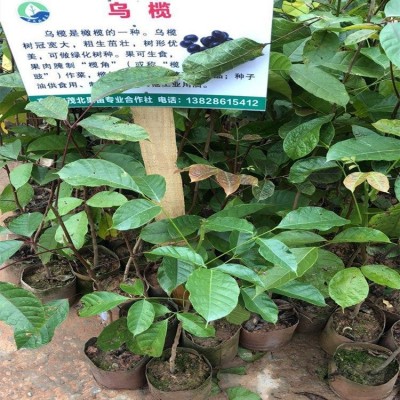橄榄苗 乌榄苗 黑榄苗 黑橄榄树苗 嫁接苗黄榄树果苗图5