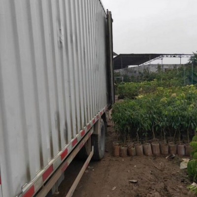 基地直供莆田荔枝树苗 全程技术指导 十几年苗木培育经验图2
