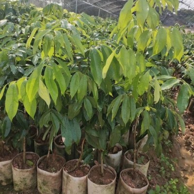 基地直供莆田荔枝树苗 全程技术指导 十几年苗木培育经验图3