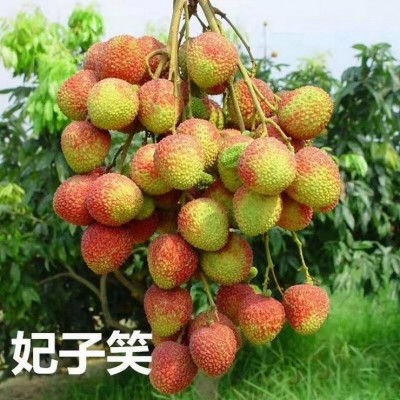 基地直供莆田荔枝树苗 全程技术指导 十几年苗木培育经验图4