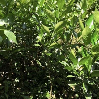 基地直供皇帝柑橘苗 苗木培育专业合作社 品质优价格优图5