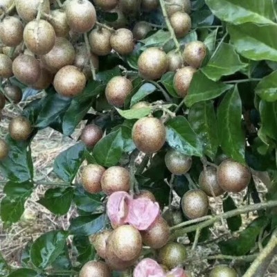 农户直供鸡心黄皮果苗 苗木培育专业合作社 品质优价格优图5