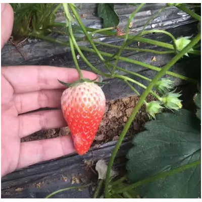 山西脱毒草莓苗批发零售基地，全明星草莓苗价格，丰香草莓苗价格图5