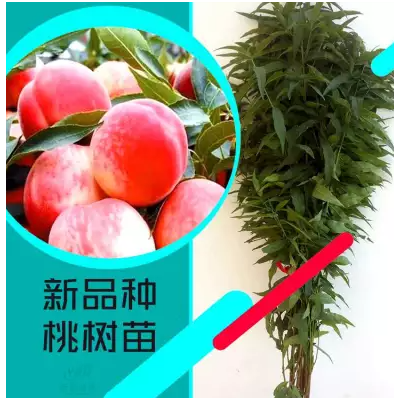 供应桃苗 河南桃树苗基地批发嫁接成品桃树苗图4