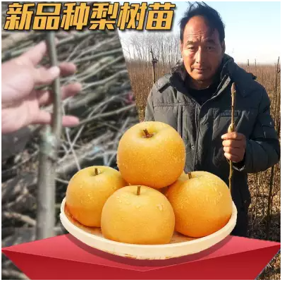 供应梨树苗 河南梨苗基地批发黄梨/早熟/晚熟/红梨图5