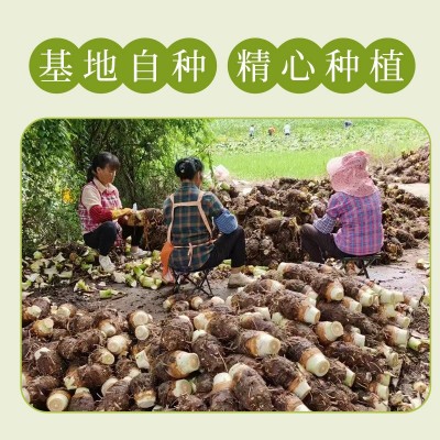 荔浦芋头块 新鲜采摘槟榔芋头切块 甜品芋泥奶茶图3