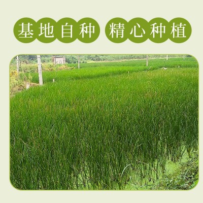 速冻马蹄荸荠粒 工厂直供餐饮甜品专用原料 冷冻锁鲜可批发图3