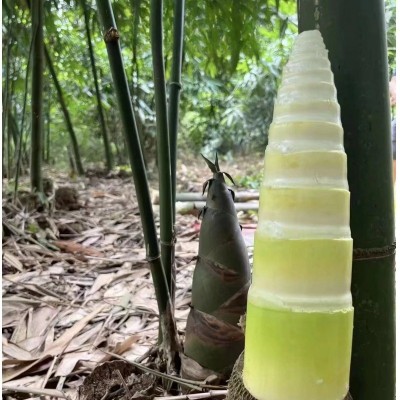 广西新鲜整条竹笋现挖竹笋大头竹笋厂家直销图5