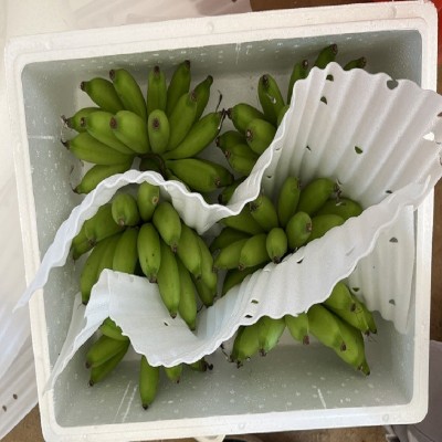 海南本地小米蕉整箱新鲜水果顺丰包邮小香蕉5/10/斤非广西红皮香图4