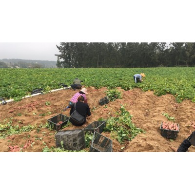 海南澄迈桥头富硒地瓜5/10斤装原产地红薯富硒红薯 富硒新鲜小果图5