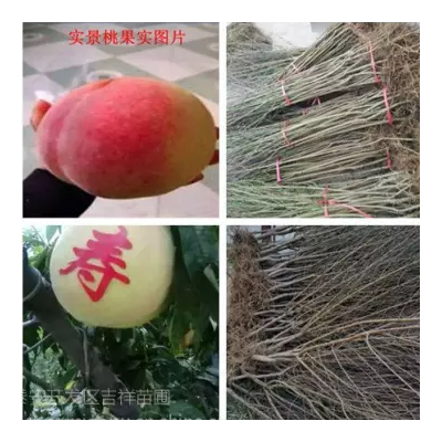哪里有3公分桃树供应，批发3公分桃树苗价格图2