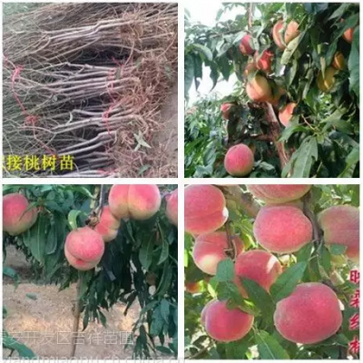 平顶山地区哪里有桃树苗供应，嫁接桃树苗2元一株图4