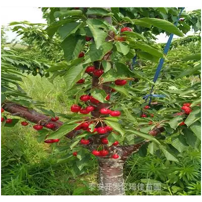 桑缇娜樱桃苗怎么卖的五公分矮化桑缇娜樱桃苗怎么卖的图3