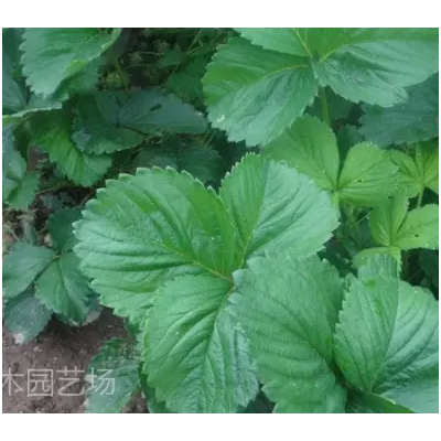 出售江苏草莓苗，优质、高产、适宜大棚奶香味、章姬草莓苗价格图5