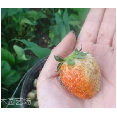 批发供应安徽草莓苗基地，全明星草莓苗价格图4