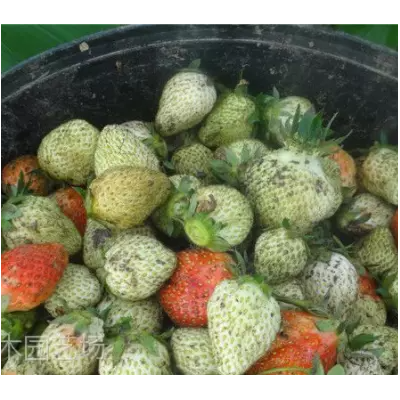 浙江草莓苗繁育场，甜查理草莓苗，丰香草莓苗品种图5