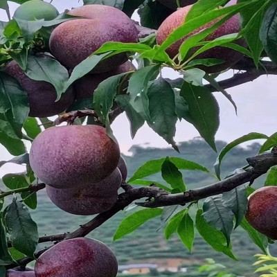 正宗钱排三华李新鲜李子孕妇水果现摘信宜红心李大果银妃酸 甜脆李图2