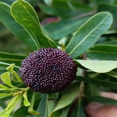 福建浮宫杨梅鲜果现摘早梅野生泡酒小杨梅孕妇水果【现货发顺丰】图4