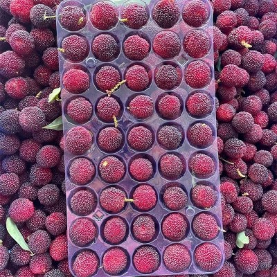 福建浮宫杨梅鲜果现摘早梅野生泡酒小杨梅孕妇水果【现货发顺丰】图3