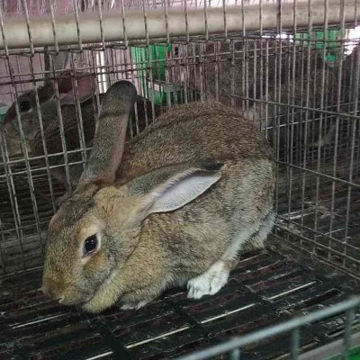 比利时杂交兔 易养殖繁育种兔 体质结实 性格温顺图3