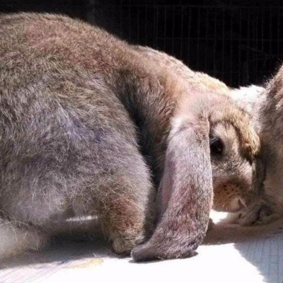 比利时杂交兔 易养殖繁育种兔 体质结实 性格温顺图2