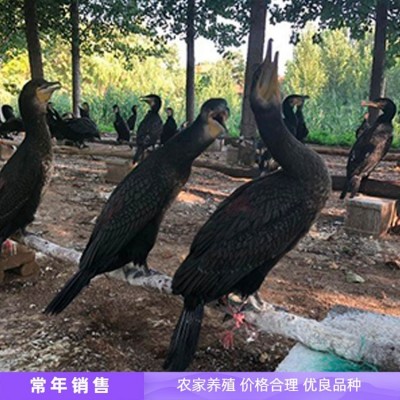鱼鹰 成年抓鱼母鱼鹰 善于潜水 容易管理 鑫鑫养殖图5