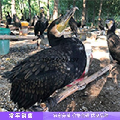 鱼鹰 成年抓鱼母鱼鹰 善于潜水 容易管理 鑫鑫养殖图3