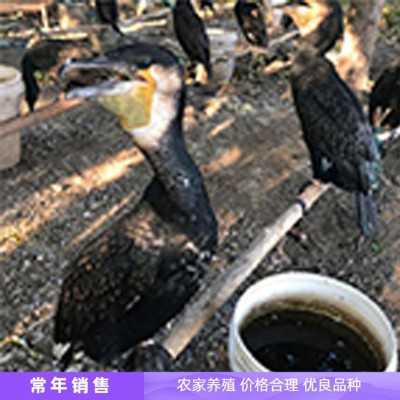 鱼鹰 成年抓鱼母鱼鹰 善于潜水 容易管理 鑫鑫养殖图2