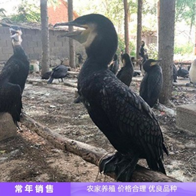 鱼鹰 成年抓鱼母鱼鹰 善于潜水 容易管理 鑫鑫养殖图4