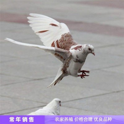 室外展览观赏鸽子种鸽养殖 体格良好 饲养简单图4