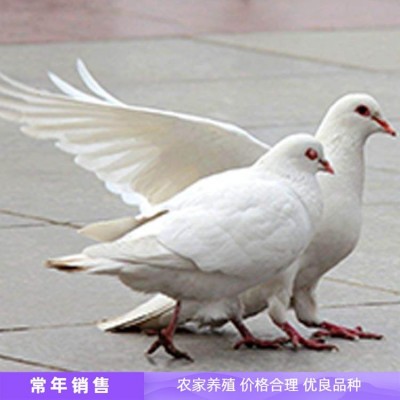 室外展览观赏鸽子种鸽养殖 体格良好 饲养简单图2