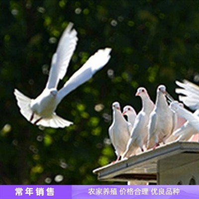 室外展览观赏鸽子种鸽养殖 体格良好 饲养简单图3
