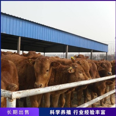 育肥脱温肉牛犊 养殖成年鲁西黄牛 繁殖能力强图2