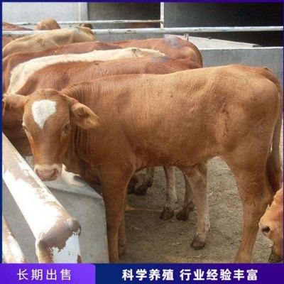 育肥脱温肉牛犊 养殖成年鲁西黄牛 繁殖能力强图4