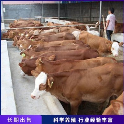 育肥脱温肉牛犊 养殖成年鲁西黄牛 繁殖能力强图5