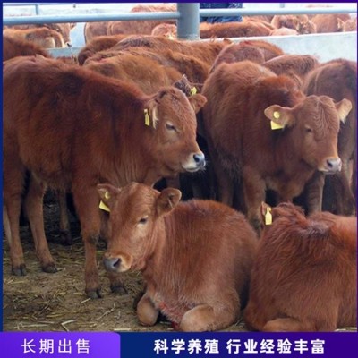 育肥脱温肉牛犊 养殖成年鲁西黄牛 繁殖能力强图3